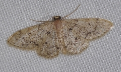 Idaea blaesii