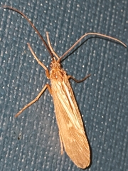 Halesus