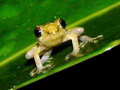 Diasporus diastema