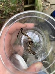 Eurycea guttolineata