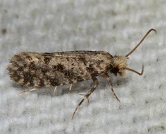 Amydria margoriella