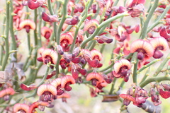 Daviesia brevifolia