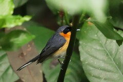 Symposiachrus trivirgatus