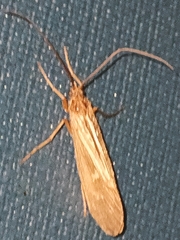 Halesus