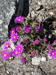 Senecio arenarius