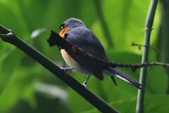 Symposiachrus trivirgatus