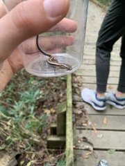 Eurycea guttolineata