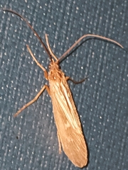 Halesus