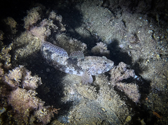 Gobius cobitis