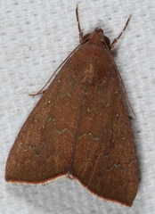 Anomis illita