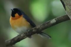 Symposiachrus trivirgatus