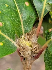 Andricus quercusfrondosus