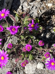 Senecio arenarius