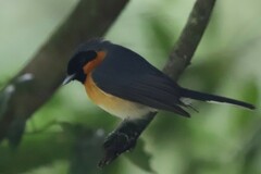 Symposiachrus trivirgatus