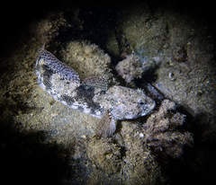 Gobius cobitis