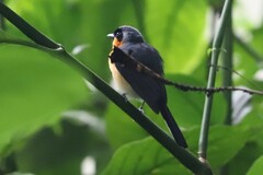 Symposiachrus trivirgatus