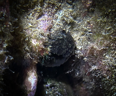 Phallusia fumigata