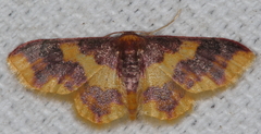Lophosis labeculata