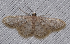 Idaea blaesii
