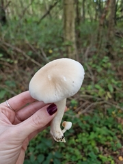 Cyclocybe aegerita