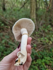 Cyclocybe aegerita