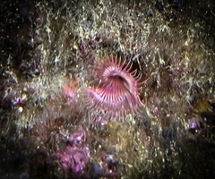 Serpula vermicularis