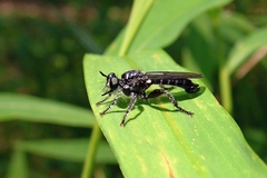 Laphria sicula