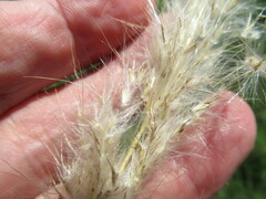 Bothriochloa longipaniculata