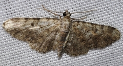 Eupithecia semigraphata