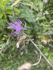 Centaurea