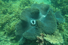 Tridacna gigas