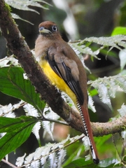Trogon rufus