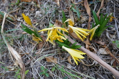 Sternbergia lutea