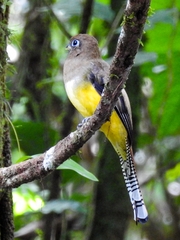 Trogon rufus
