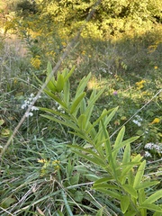 Asclepias tuberosa