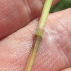 Bothriochloa longipaniculata