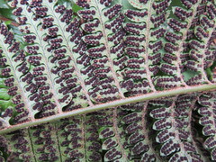 Polystichum wawranum