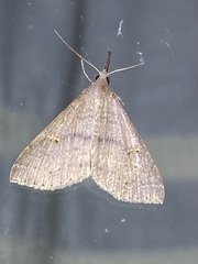 Renia adspergillus
