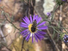 Acmaeodera decipiens