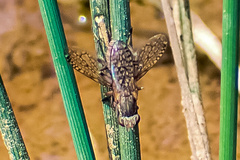 Sciomyzidae