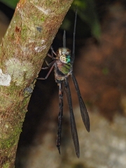 Gynacantha membranalis