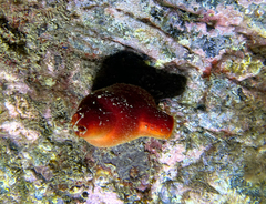 Halocynthia papillosa