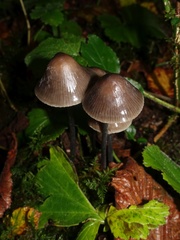 Mycena polygramma