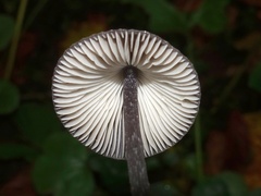 Mycena polygramma