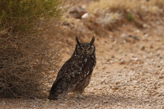 Bubo africanus africanus