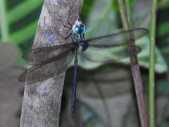 Gynacantha membranalis