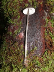 Mycena polygramma