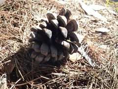 Pinus