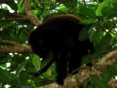 Alouatta guariba
