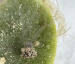 Bunodeopsis globulifera